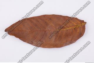 Leaves Dead 0065